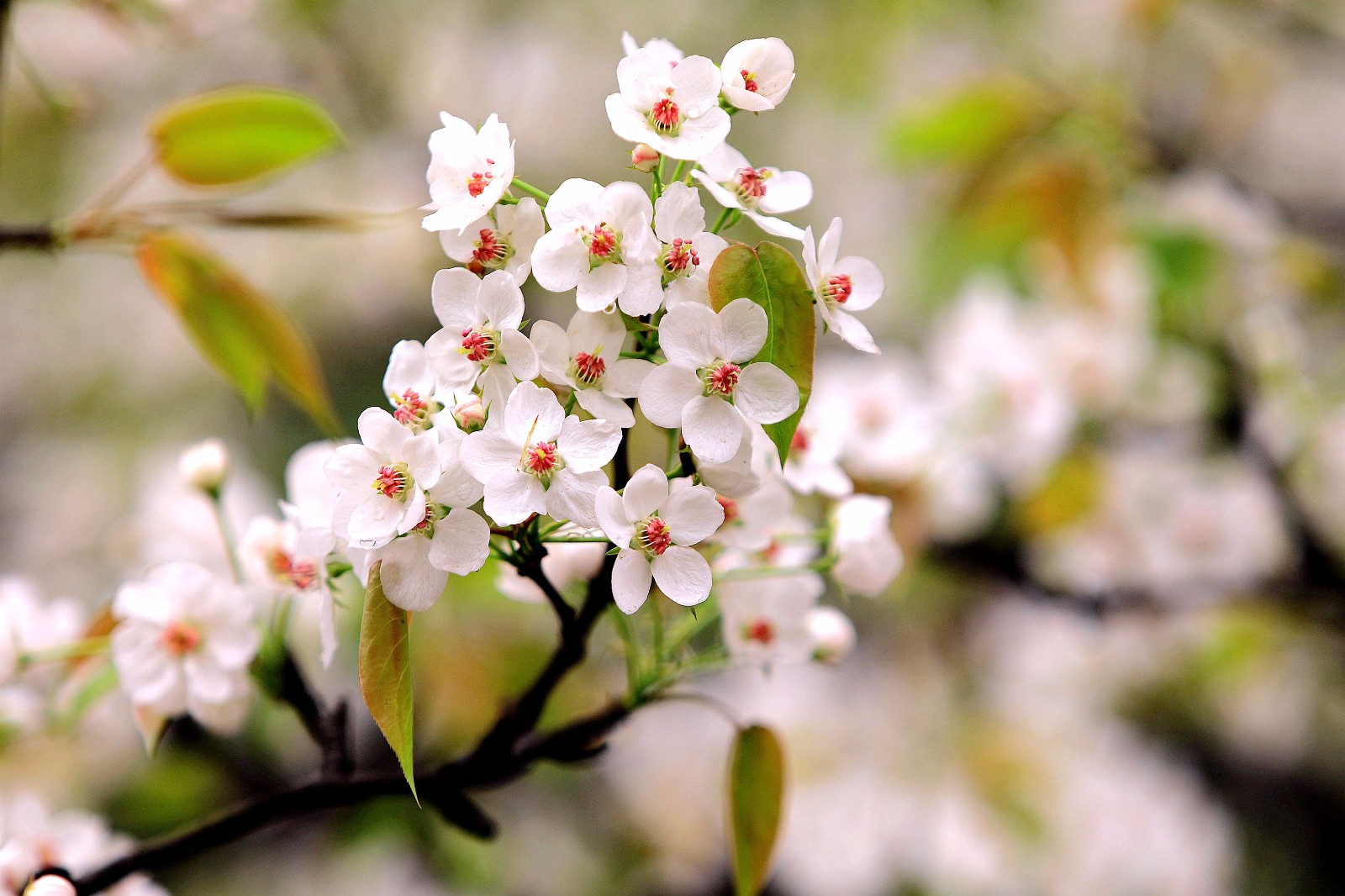 京城小区里的梨花开