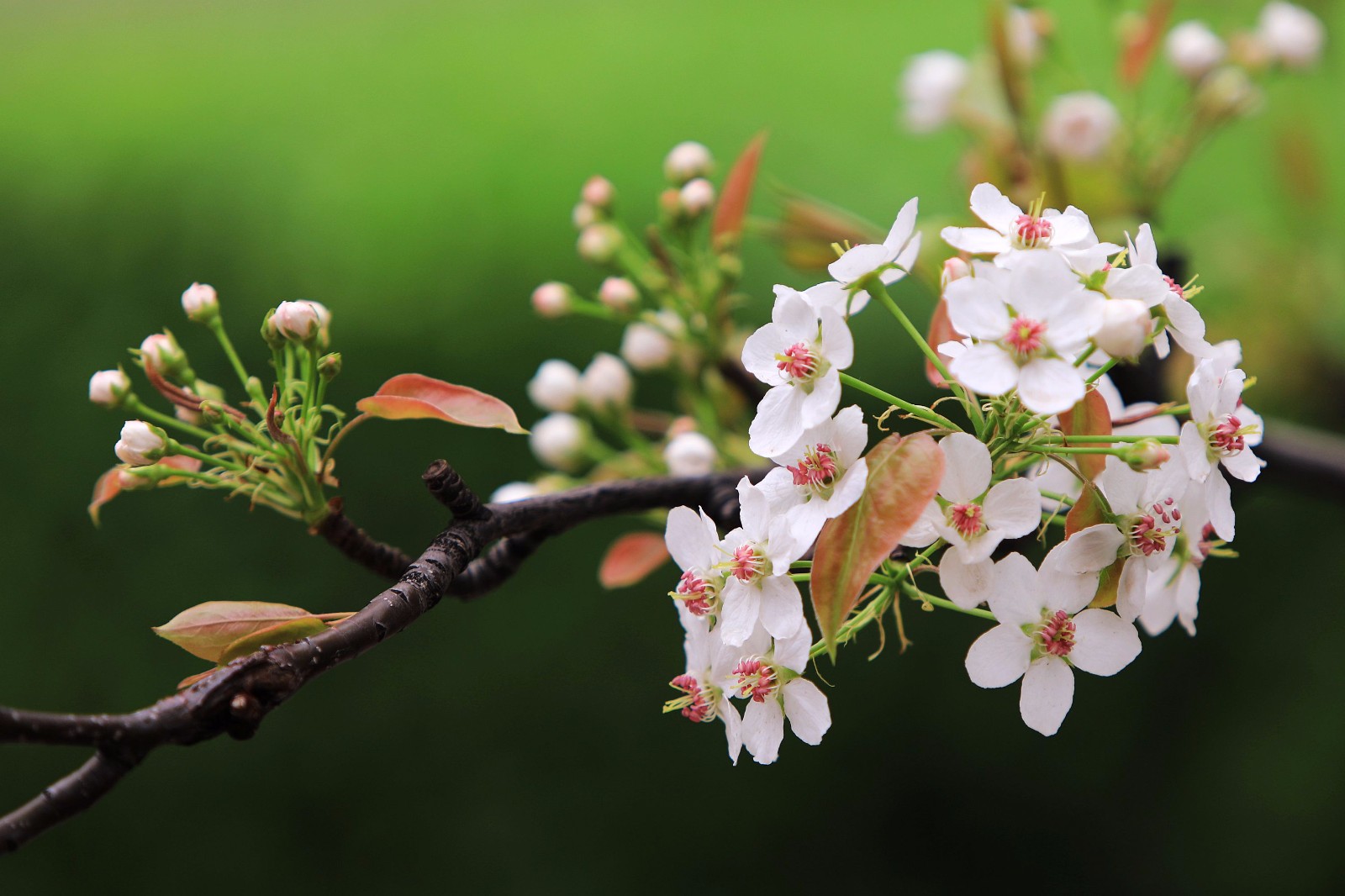 京城小区里的梨花开