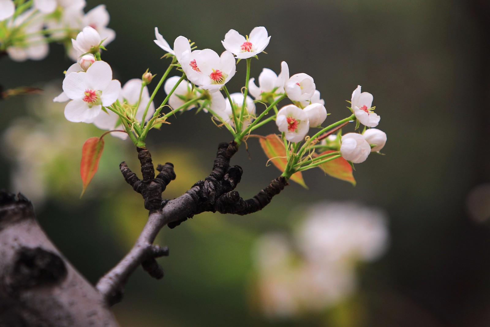 京城小区里的梨花开