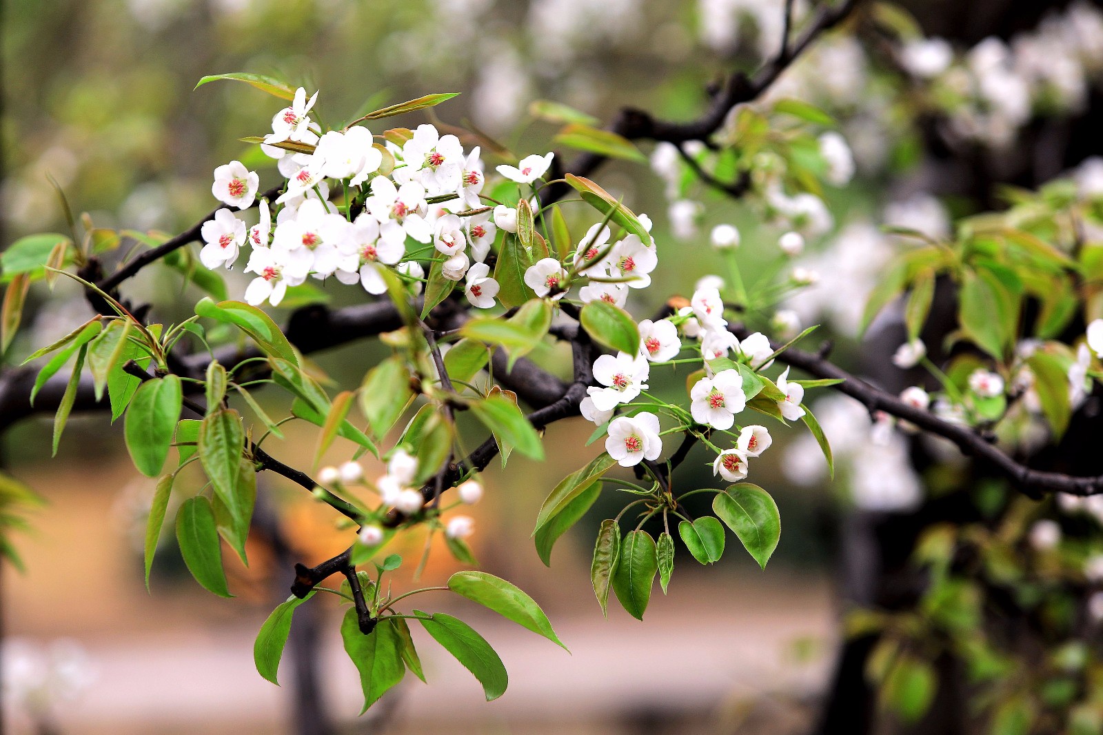 京城小区里的梨花开