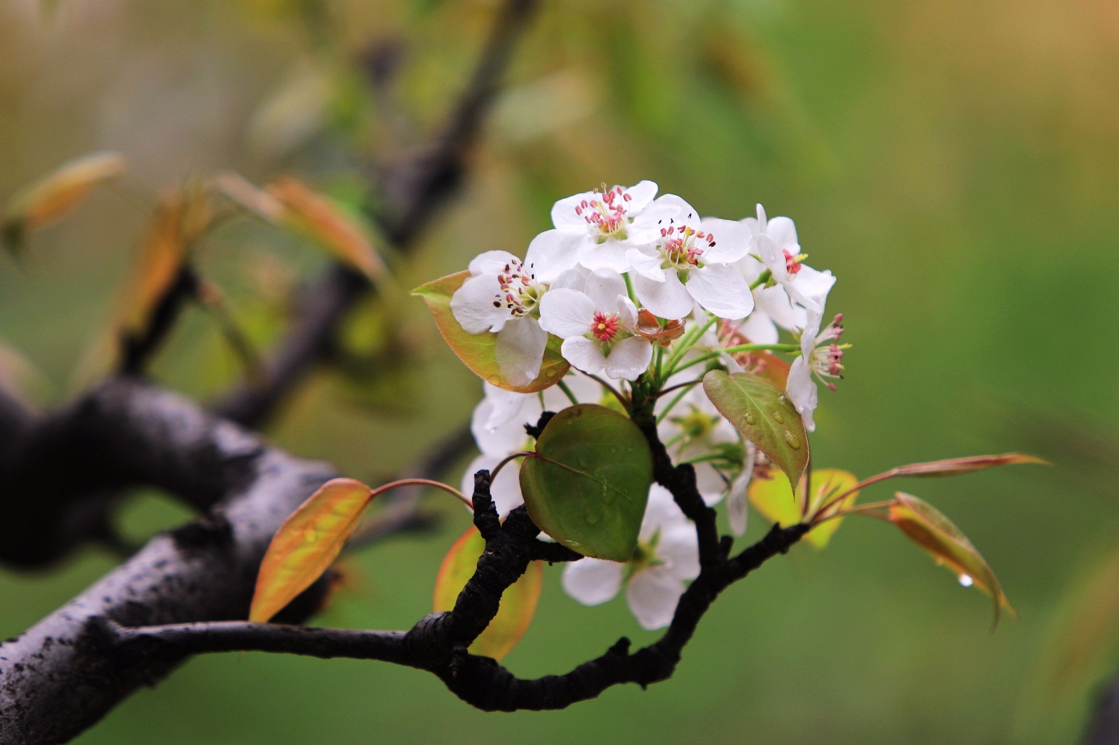 京城小区里的梨花开