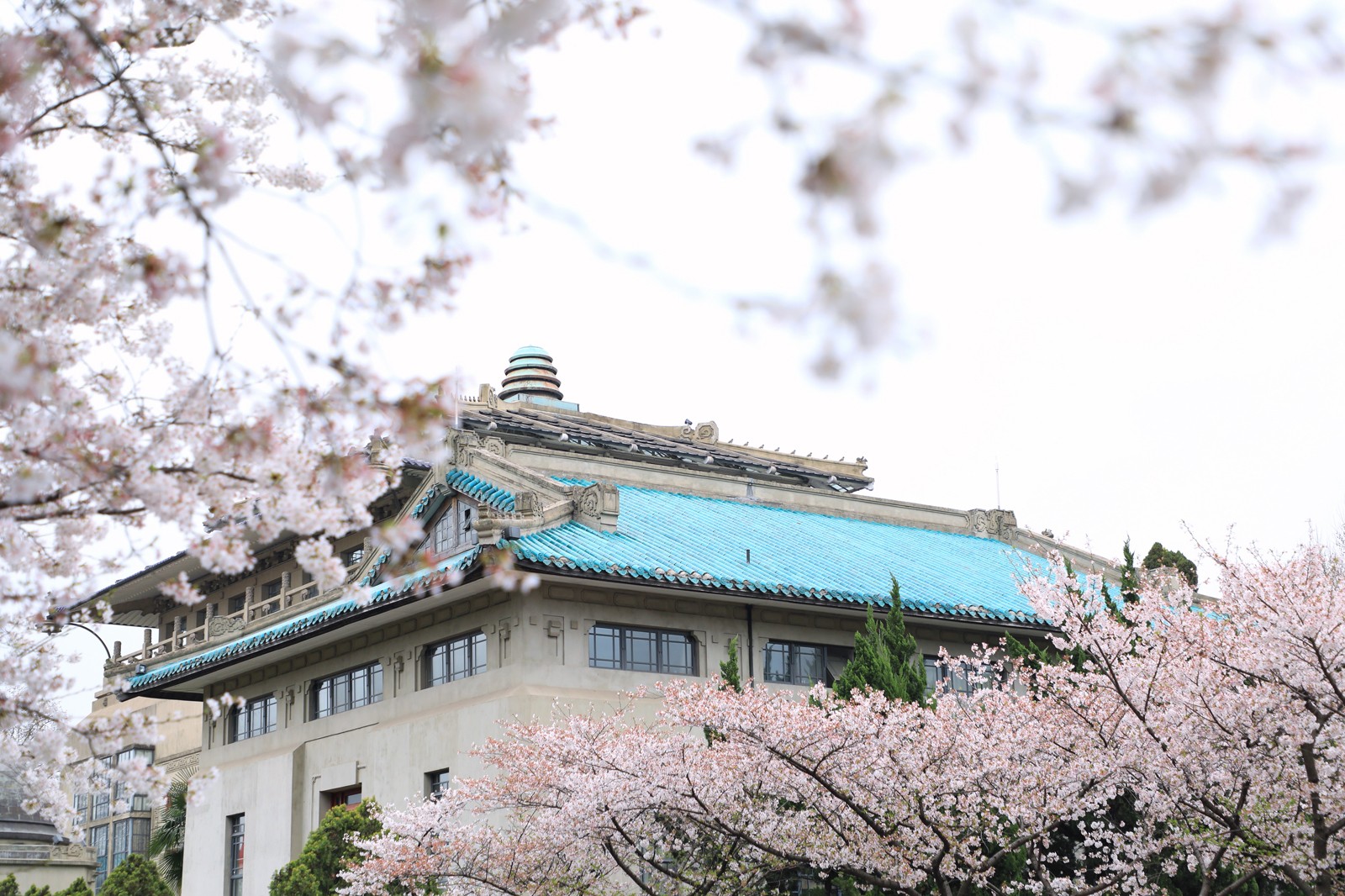 网友拍摄的2018武汉大学与秦川阁樱花美图惊艳漂亮震撼