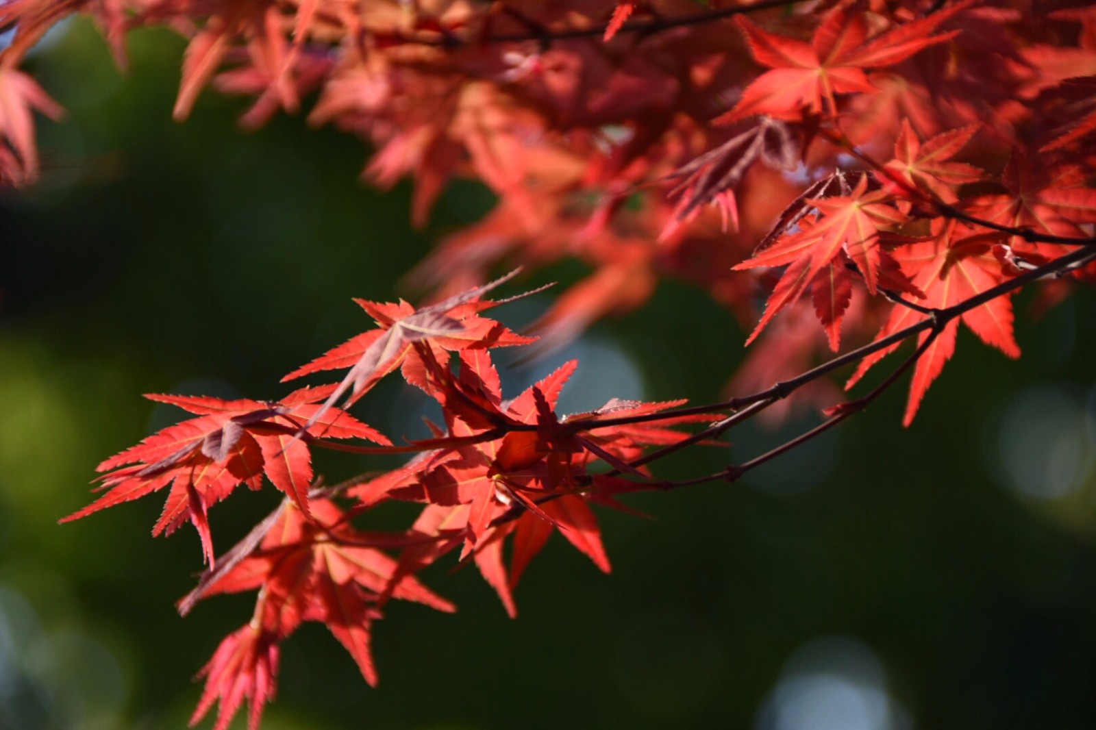 春天的枫叶红胜火满满的生命力那么热烈那么熠熠生辉25图
