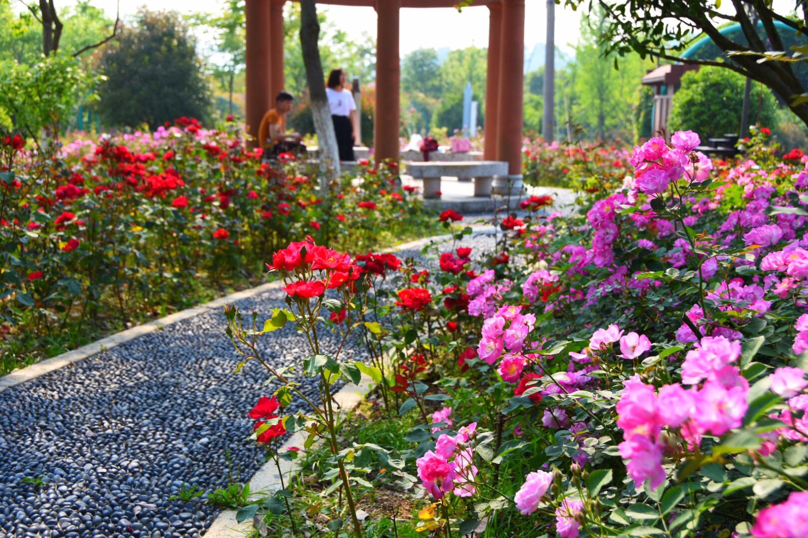 温岭植物园七姊妹蔷薇盛开五一节泡在这花海里好惬意22图