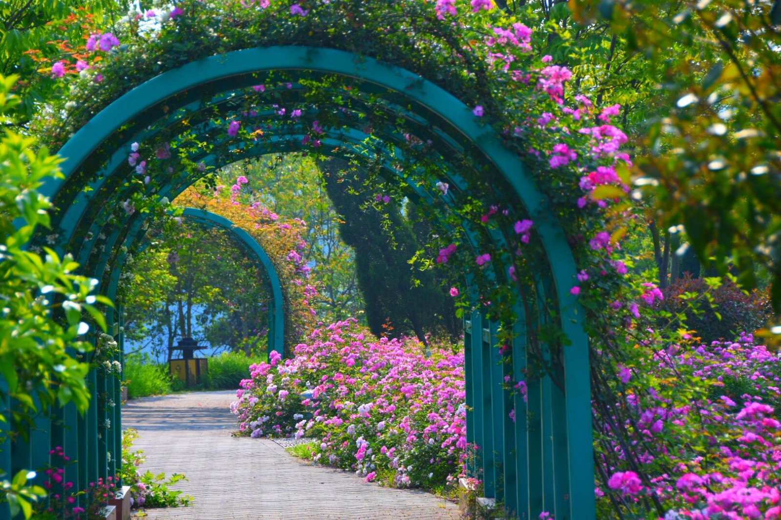 温岭植物园七姊妹蔷薇盛开五一节泡在这花海里好惬意22图