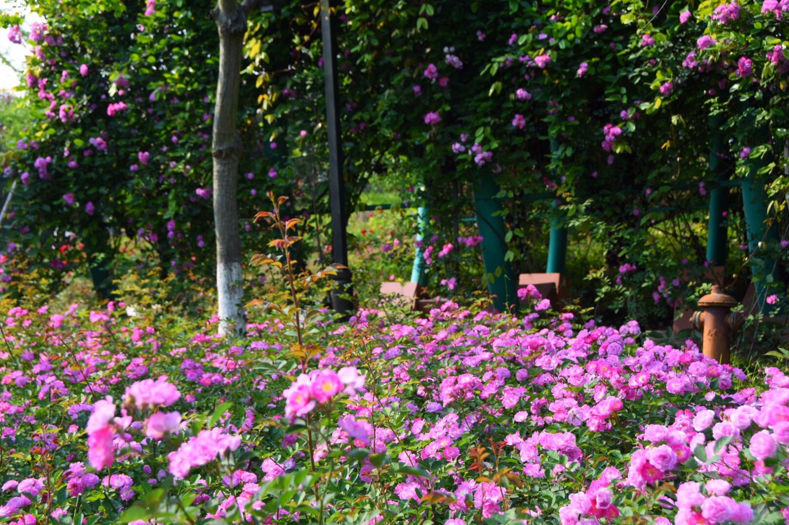 温岭植物园七姊妹蔷薇盛开五一节泡在这花海里好惬意22图
