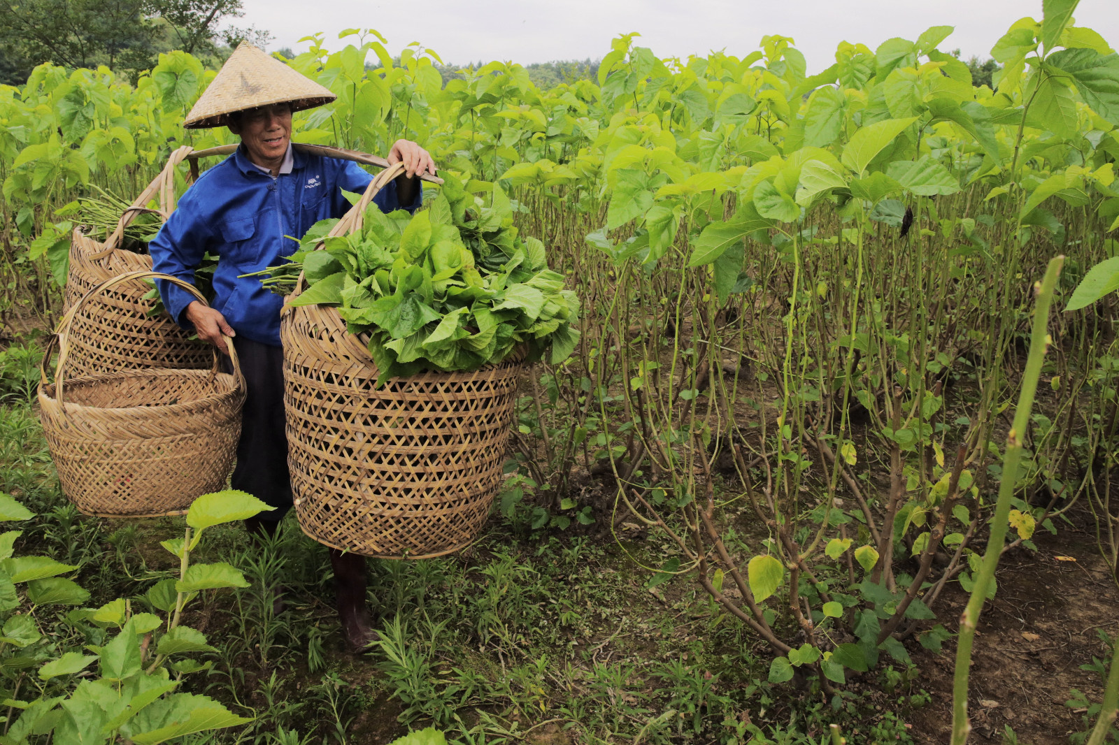 蚕宝宝要上山忙坏了打草龙的华老蚕