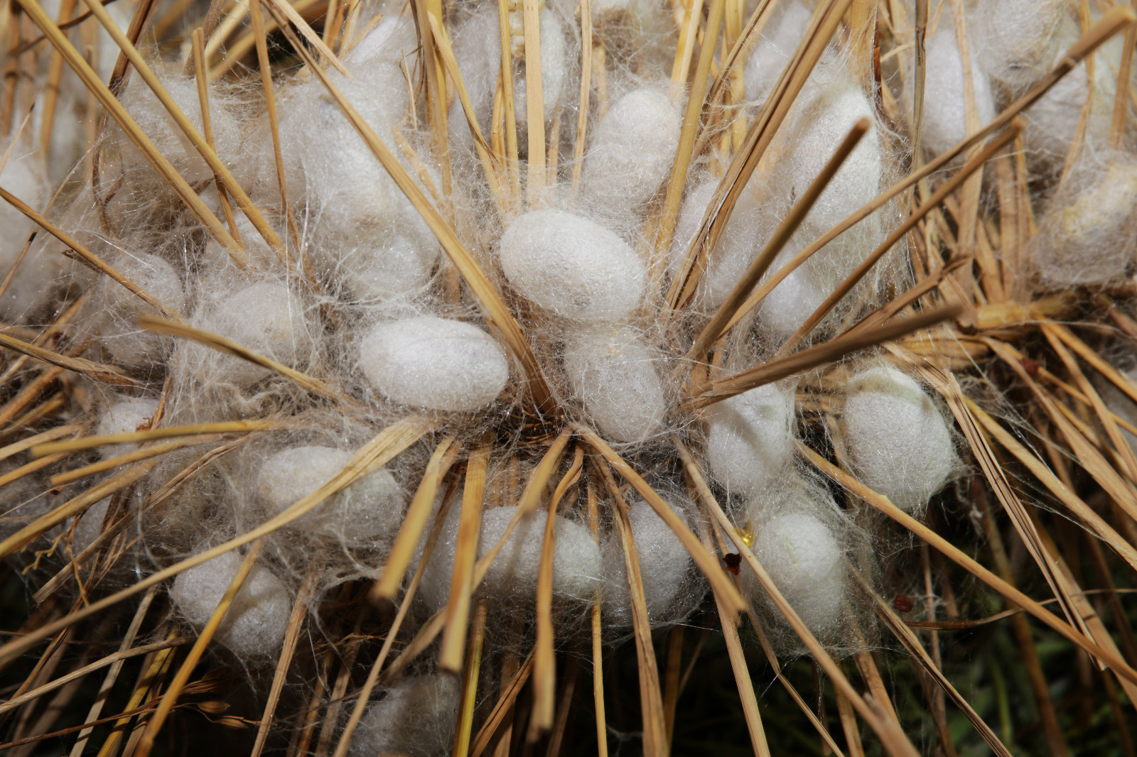 蚕宝宝要上山忙坏了打草龙的华老蚕