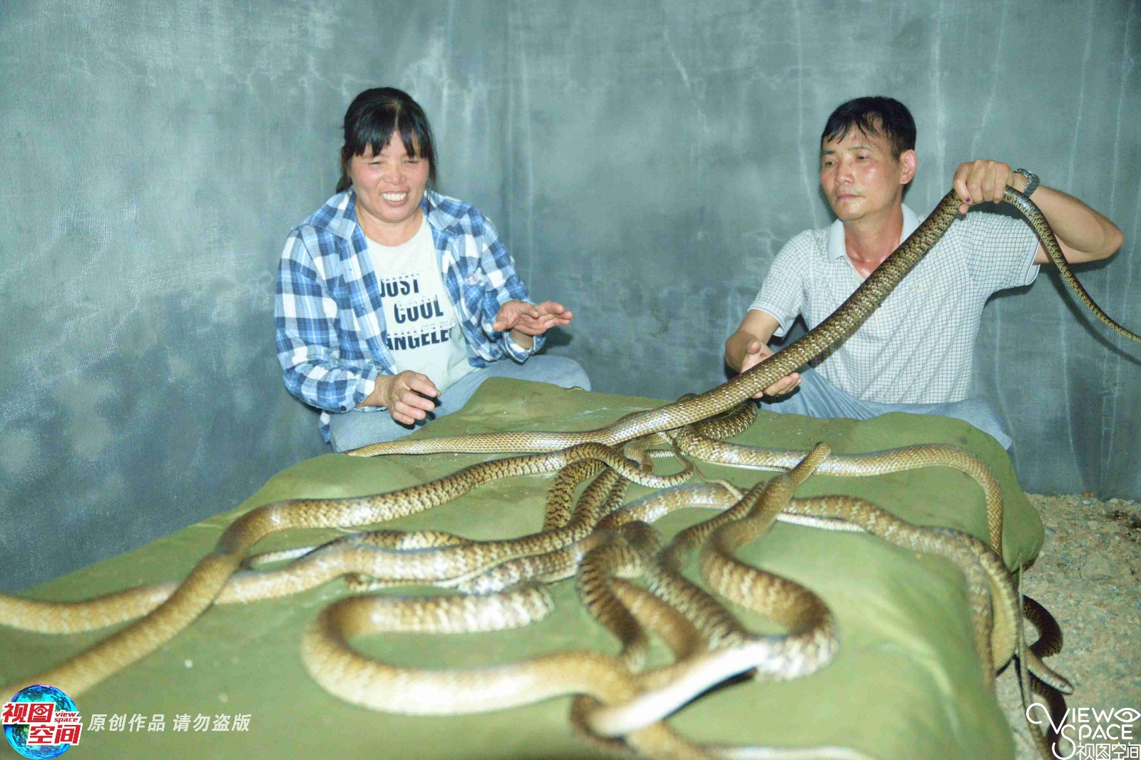 实拍养蛇人的生活千条蛇可赚50万