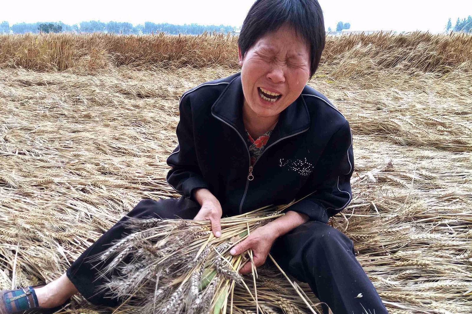 七旬老人坐麦地痛哭:宝贝,老天爷不睁眼,断了你的救命钱