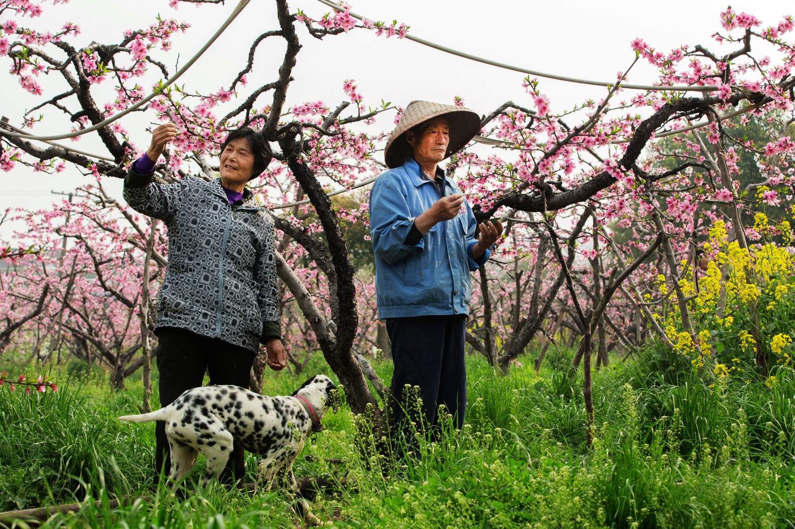 回民不吃猪肉的原因 伊斯兰教饮食禁忌解析