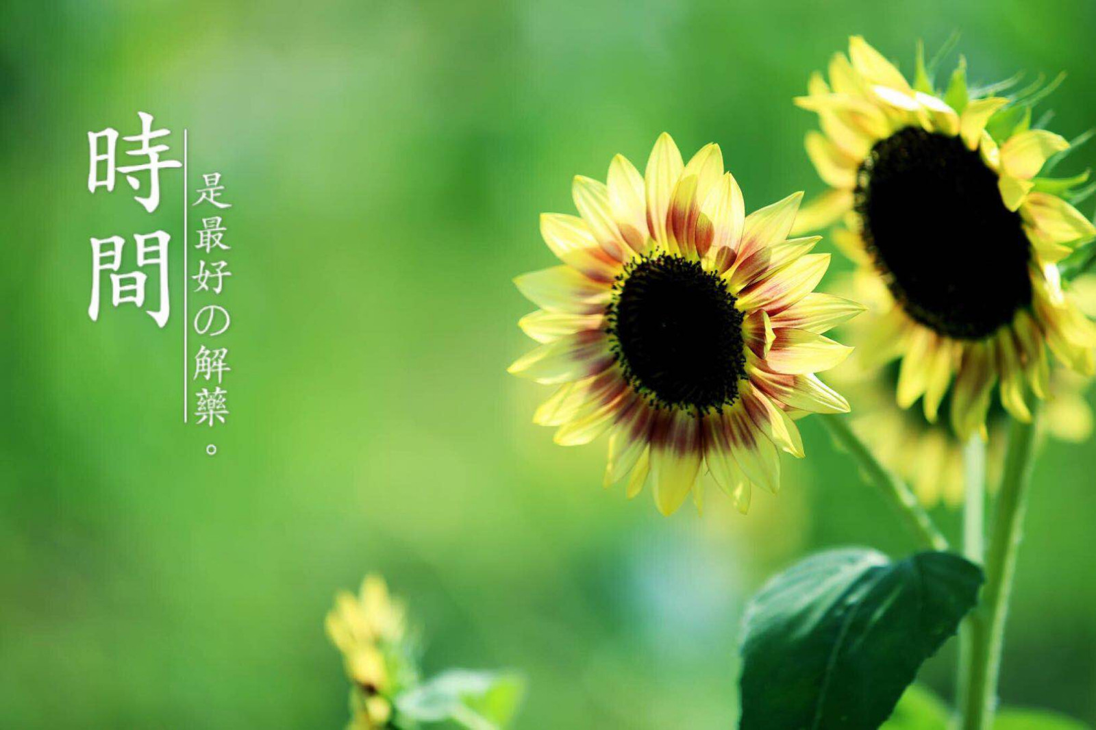 向日葵太阳花永远向着阳光乐观的精神值得我们学习