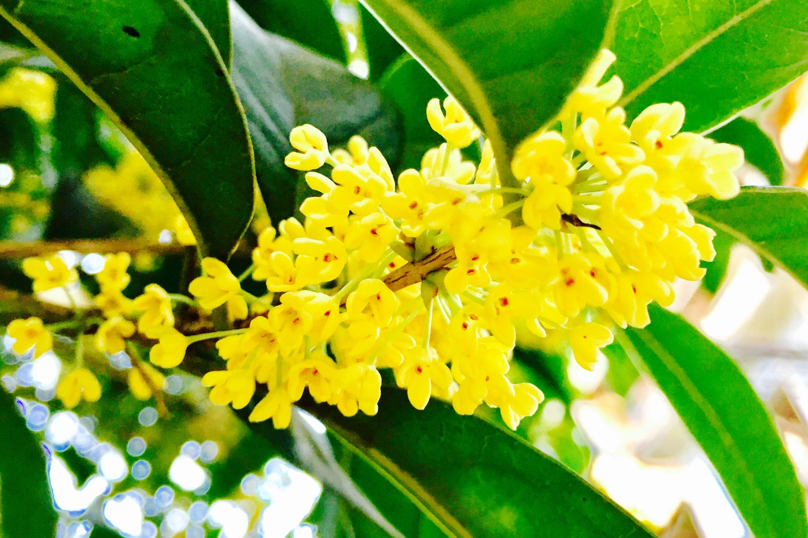 木樨花开秋来晚 桂花香浓花满径