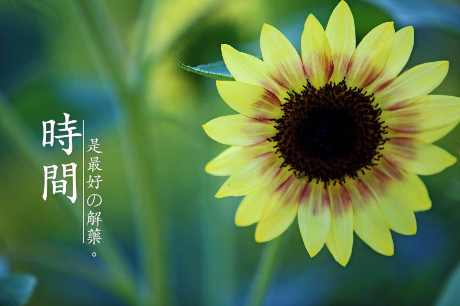 向日葵太阳花永远向着阳光乐观的精神值得我们学习