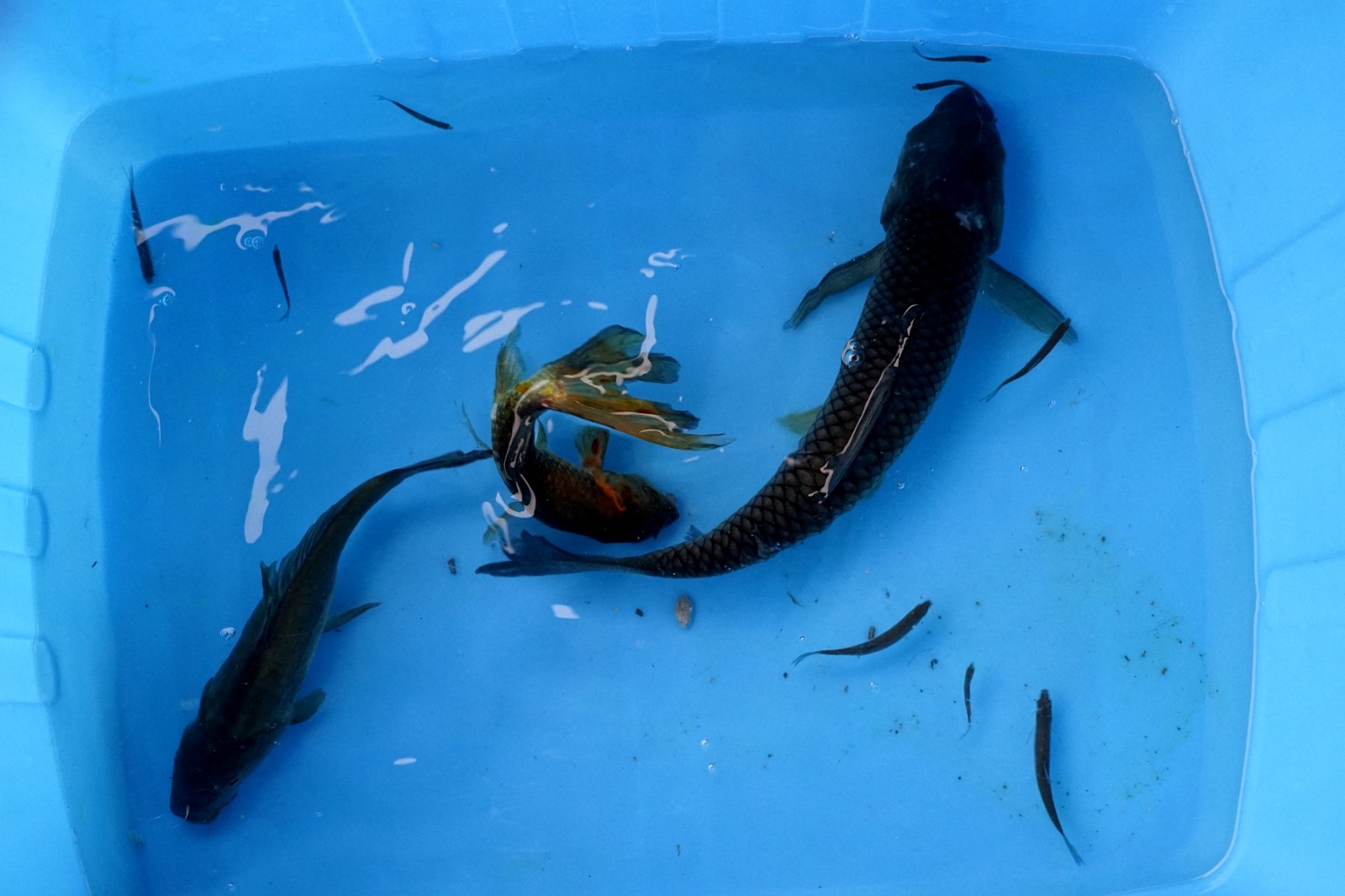 2018安康瀛湖垂钓·鱼宴大赛总决赛完美收杆