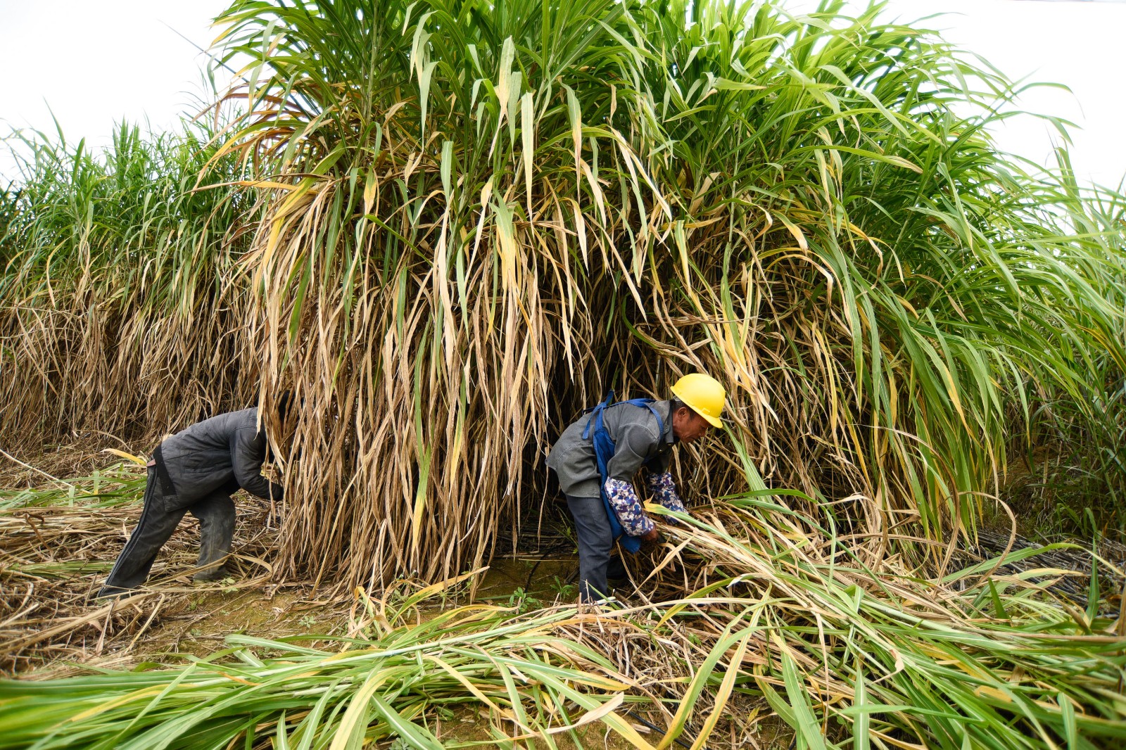 11月14日,在贵州省望谟县蔗香镇平亮村林楼种草养畜基地,群众在割草.