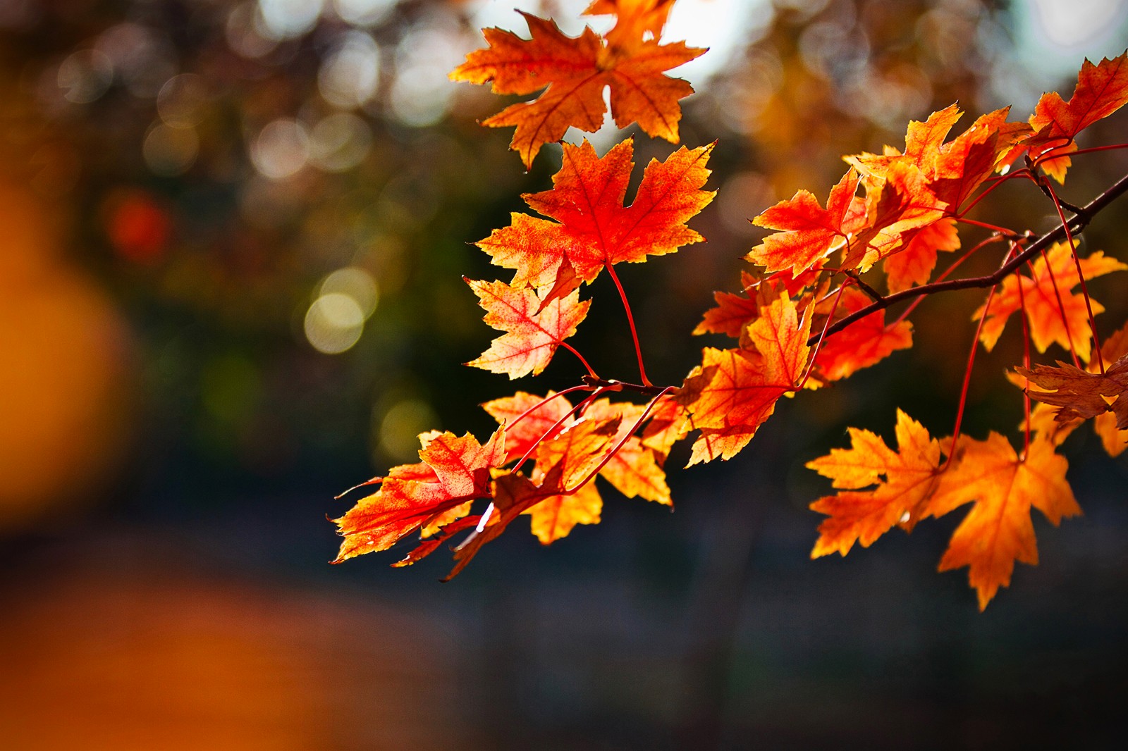 热门话题继续发酵，2025年枫叶国际公寓小姐们的现状与深入解析