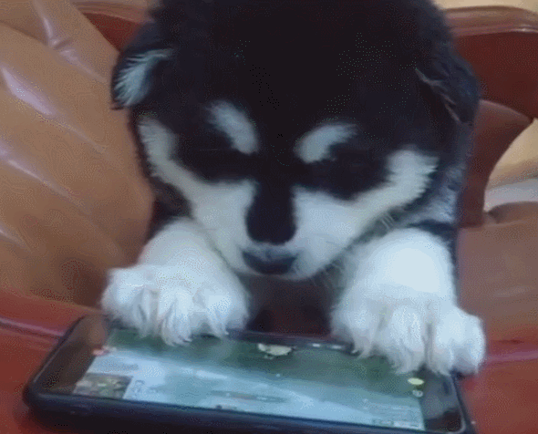 小狗拿手机跟网友玩吃鸡,比人还厉害,对手连狗都不如!|吃鸡|小狗狗|狗