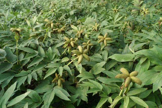 金先明早些年一直从事苗木种植,但是近些年苗木越来越不赚钱,一次偶然