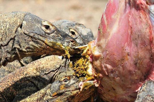 四只科莫多巨蜥分食山羊, 剩下的山羊脑袋不放过