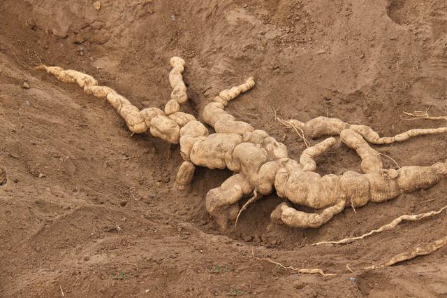 老汉以为自己挖出20米长千年人参专家鉴定后老汉却懵了