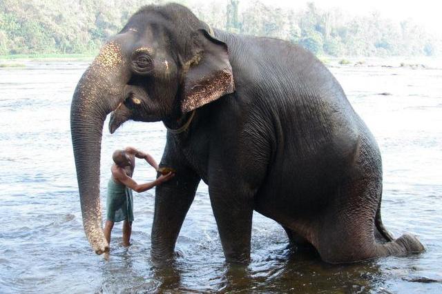 大象肉能吃,吃货们听到是不是兴奋了呢?