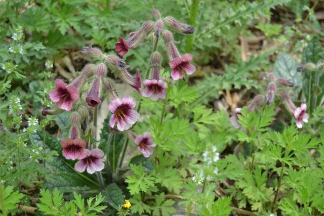 吸,那种甜丝丝的味道,很是回味,在北京的农村我们也称它为"打打碗花"