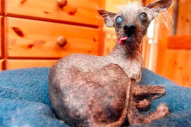 这只冠毛犬是世界第三丑狗狗,主人却每天离不开它,更当它是恩人