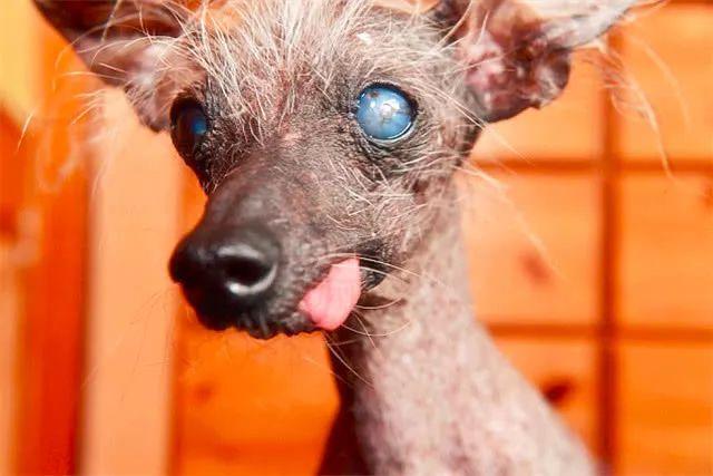 这只冠毛犬是世界第三丑狗狗,主人却每天离不开它,更当它是恩人