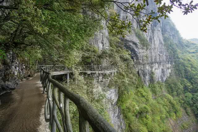 追寻巴蜀四大名山的足迹,初次邂逅金佛山