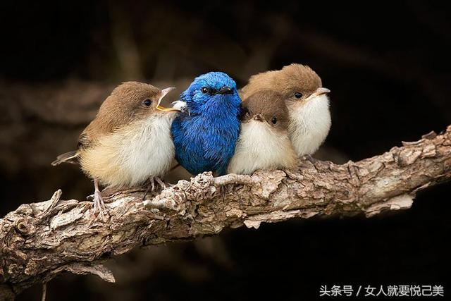 还记得树上骑七个鸟吗看看鸟儿排排站取暖暖心窝的景