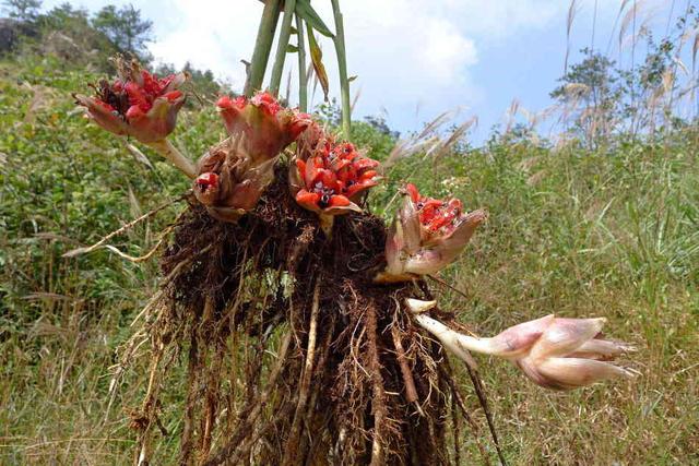 元藿的味道辛辣,十分独特,可以切碎或者整儿的炒着吃,当地的农民也
