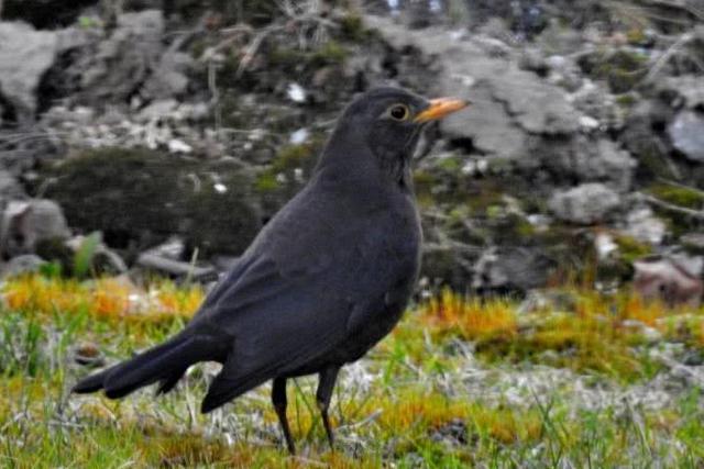 瑞典是一个什么样的国家