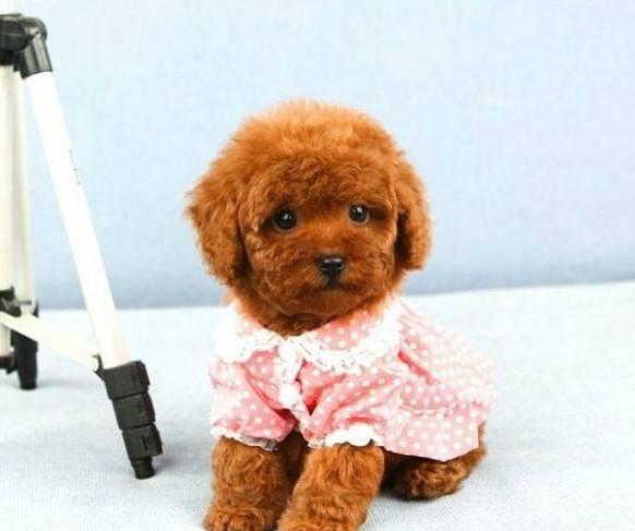 泰迪究竟可不可以吃水果? 五分钟告诉你该喂什