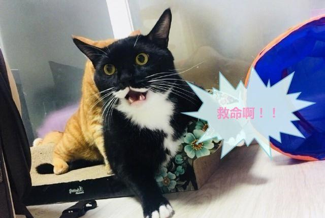 难得看一次猫片,你再坚持会呗~(捂脸)"看着被橘猫揍出的一张张表情包
