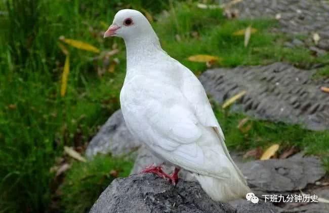 西夏国主李元昊大破宋军的好水川之战 靠的不过是几只鸽子