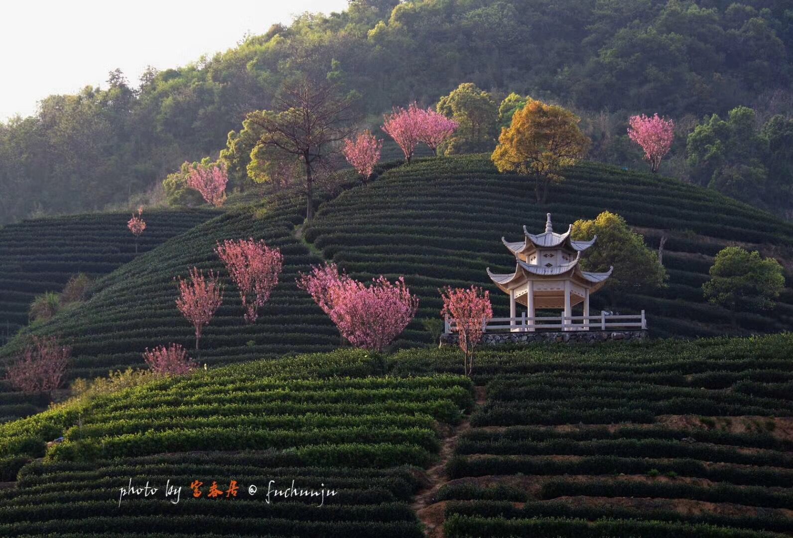 67谁说拔山只有大杭州第一锅春茶