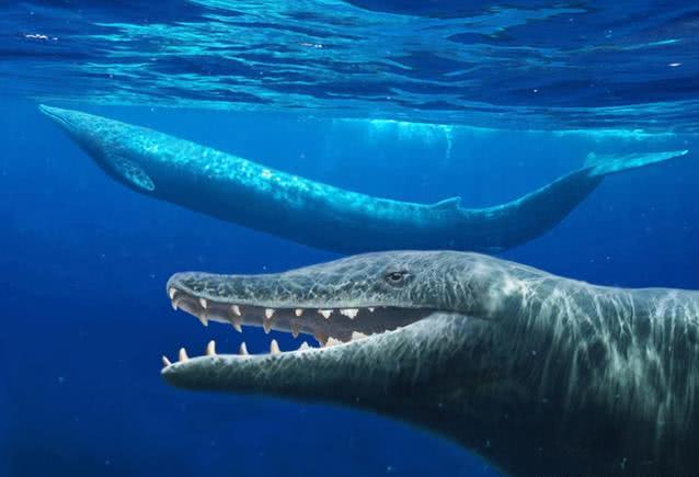 鲸鱼的进化简史看看鲸鱼是如何从地上行走到海中称霸的