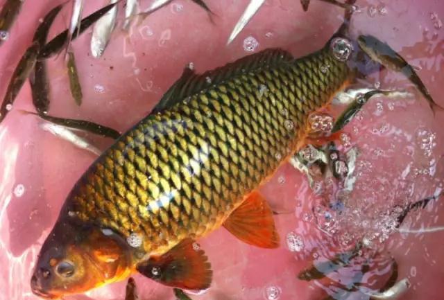 悬崖下碧波深潭, 钓到多年生老鲤鱼, 颜色青黑金黄