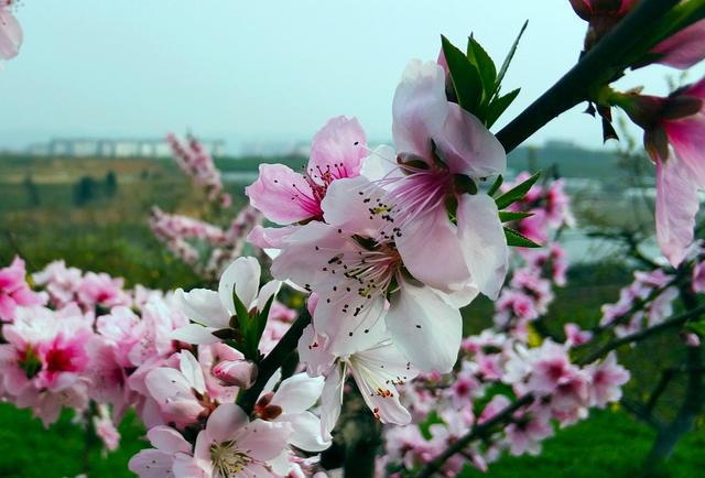 柳陂湖公園海棠花開