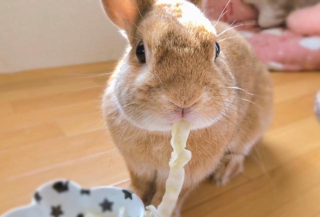 女孩家的兔子爱吃面条,每当它吃完后