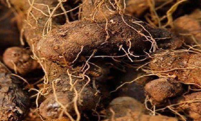 农民田地种植一种野味,医生称它"药用黄金"市场价一斤卖20元