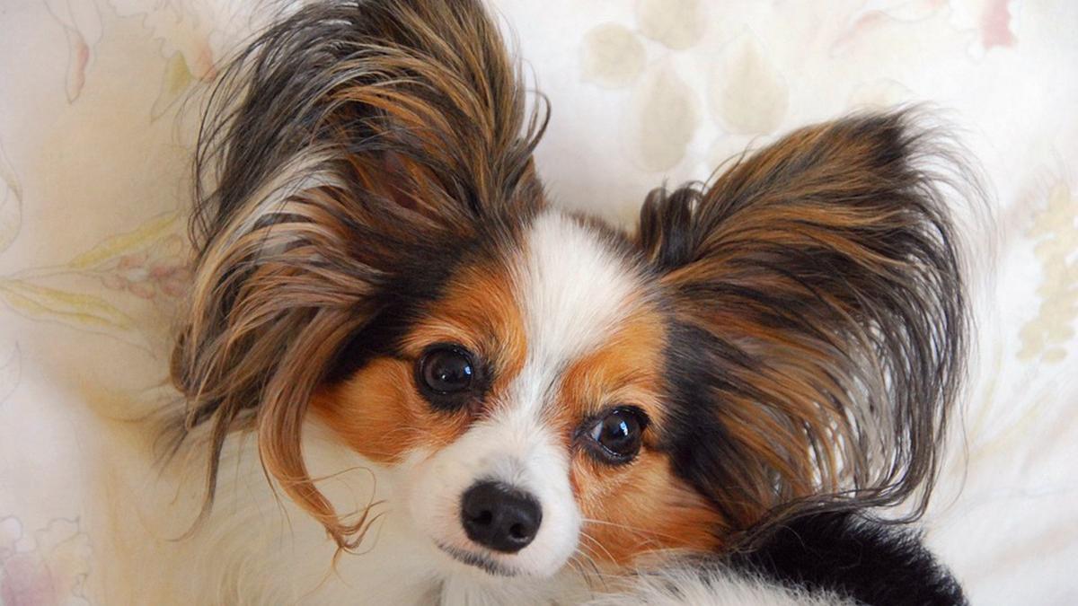 长耳朵狗狗的品种图片图片