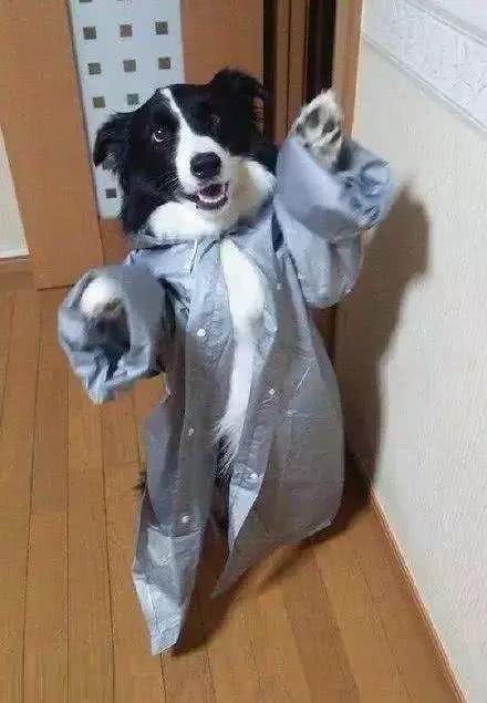 主人用塑料袋给狗狗做了个雨衣狗子内心崩溃了