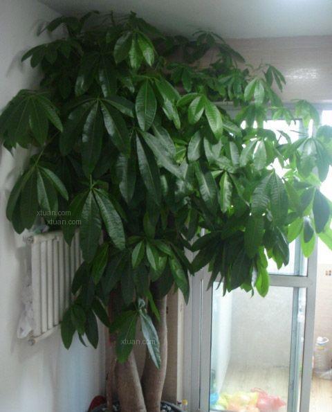 家里万万不要有这4种植物, 中一样, 一辈子穷困难富裕