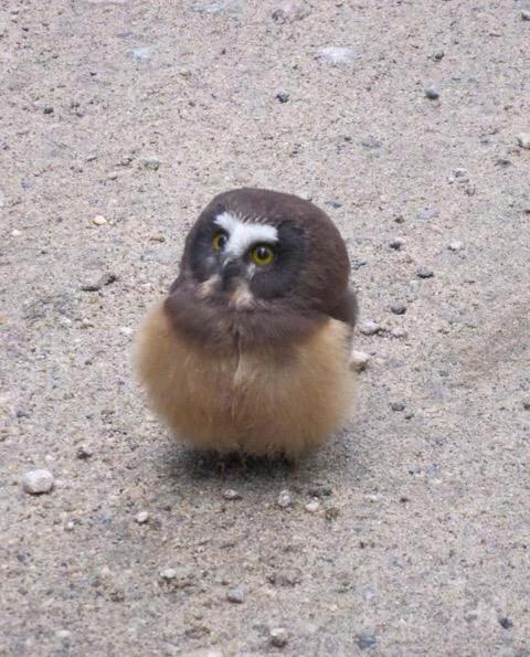 日本街头警察盘问猫头鹰猫头鹰本宝宝身正不怕影子斜安排