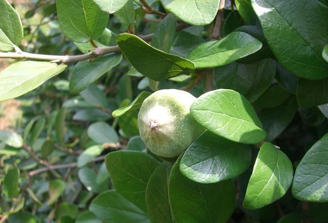 薜荔的功效与作用