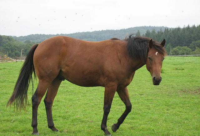 这种马奔跑速度88.5公里, 全世界一共有460万