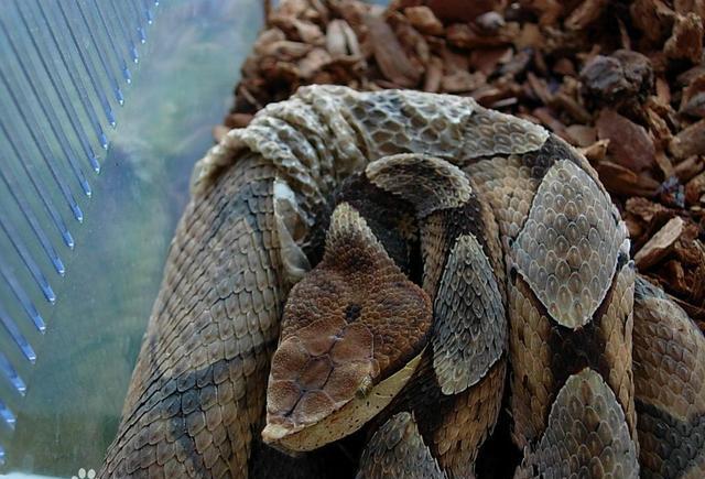 揭秘五步蛇毒性有多大看完你就知道了