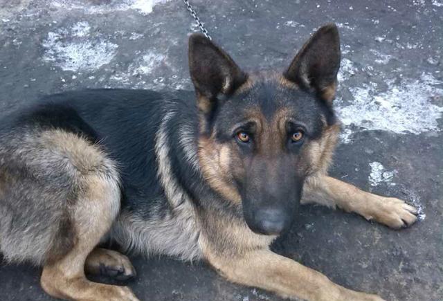 家里的黑背,自己捡来一个小狗当宠物,亲自当奶爸